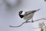Eastern-Sierras;Mountain-Chickadee;One;Poecile-gambeli;Snow;Winter;avifauna;bird